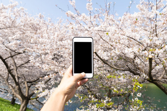 using smart phone to taking photo to cherry blossom 