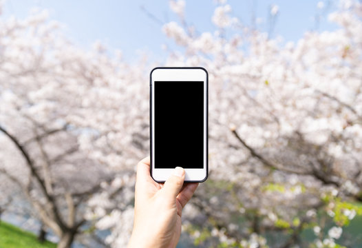 using smart phone to taking photo to cherry blossom 