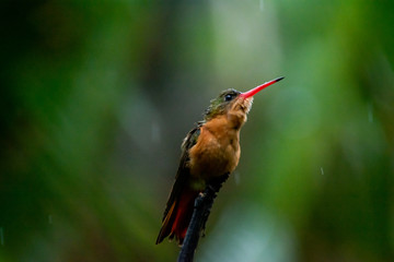 colibrí © alfredo914