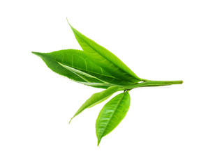 Green tea leaf isolated on white background