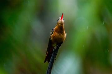 colibrí