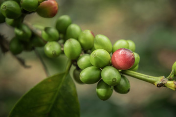 Coffee beans ripening on tree in North of thailand. fresh coffee cherry