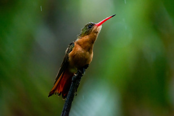 colibrí © alfredo914