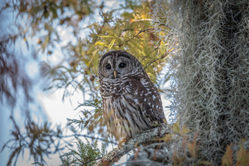 Barred Owl