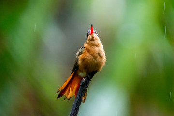 colibrí © alfredo914