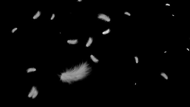 White fluffy feathers fly in the air on a black background