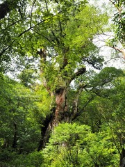 Fototapeta premium Yakushima cedar