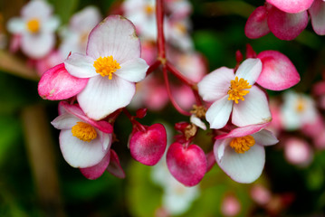 Begonia semperflorens, Begonias flowers in Guatemala garden.