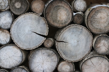 wood cut background. Decoration of cutting tree