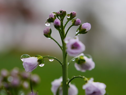 A flower covered with dew