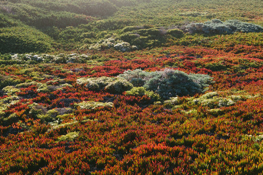 Hillside of non-native Ice plants in autumn, South Beach, Point Reyes National Seashore, California