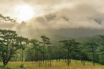 Fototapeta premium Beautiful morning scene in the forest with sun rays and long shadows