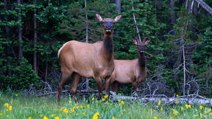Elk