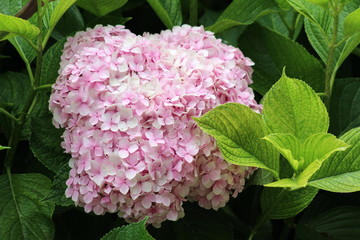 Fourth hydrangea