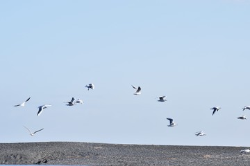 Black-headed gulls flock on the beach
