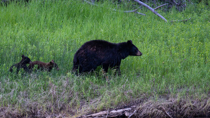 Black Bear