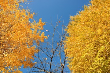 青空と紅葉した樹木