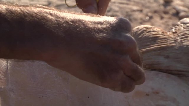 Close-up of marine biologist using a scalpel to take samples from a dead sea turtle for testing for environmental pollution