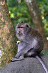Naklejka na ściany i meble Rhesus monkey in Ubud's Monkey Forest Sanctuary, Bali, Indonesia.