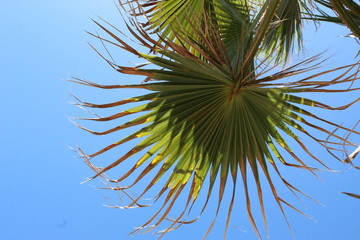 Summer palm