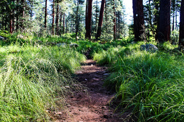 Grassy Trails