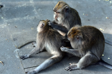 Two monkeys helps to get rid of fleas to another, Bali, Indonesia