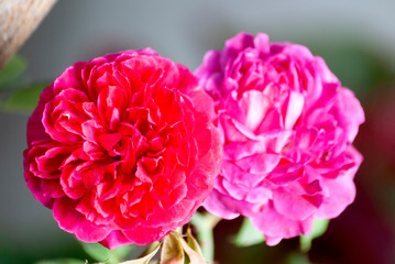 Wild and oganic rose flower, pink, love, tropical, fresh, romantic. Rosaceae