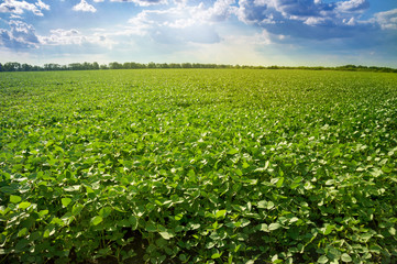 Green soybean field on a sunny day.