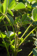 The core of a young soy plant with flowers on a soy field.