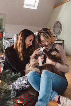 Two roommates playing with their kitten at Christmas time