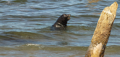 open mouthed sea lion looking back to shore