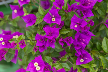 Fototapeta na wymiar Romantic purple Bougainvillea spectabilis