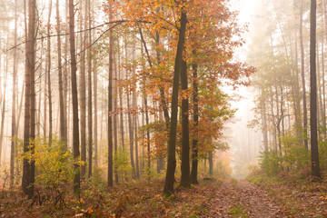 Morning fog in autumn forest