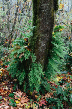 Lush, temperate rainforest in autumn, central Oregon coast