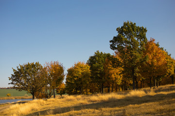 Autumn landscape. Forest by the lake at sunrise. Plantations of maple trees. Trees threw off foliage. Shadows on the ground.