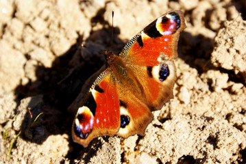 borboleta