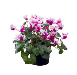 cyclamen flowers on white background
