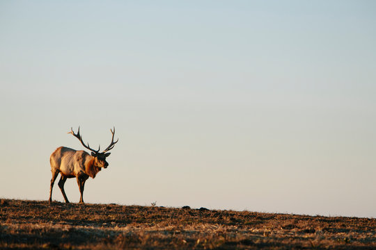 Tule Elk at dusk, Point Reyes National Seashore, California
