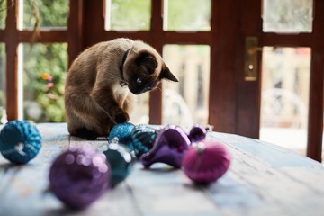 Cat playing with Christmas decorations
