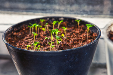 impatiens seedlings in flower pots