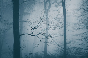 Mysterious forest with blue fog