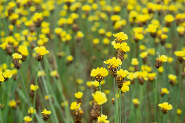 Tall Yellow-eyed Grass flower in field
