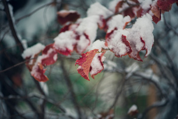 red witchhazel leaves covered  in snow