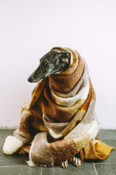 Greyhound getting warm in a brown blanket