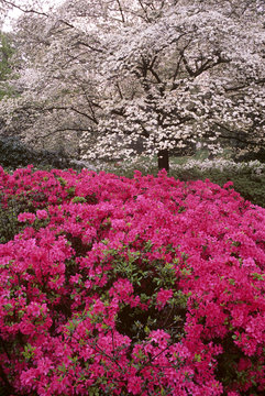 Azalea (Rhodendron sp.) shrubs and dogwood (Cornus sp.) trees blossoming in early spring in South Carolina on a foggy misty morning.  Photographed on Fuji Velvia film.