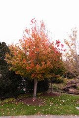 Fototapeta na wymiar Autumn at the Arboretum