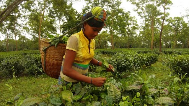Young girl in traditional clothes tea picker collects leaves from bush among big centenary plantation