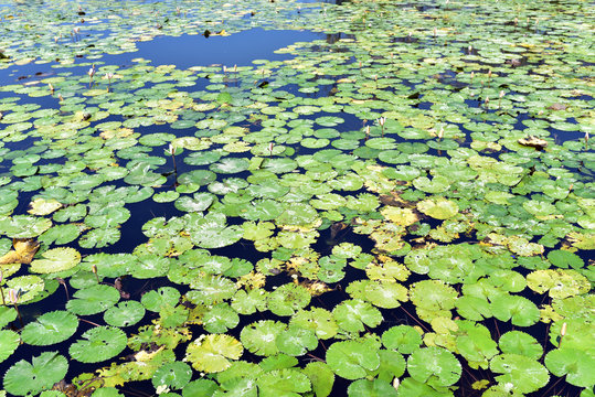 Fototapeta Lotus water lilies growing in the lagoon at Candi Dasa, Eastern Bali, Indonesia
