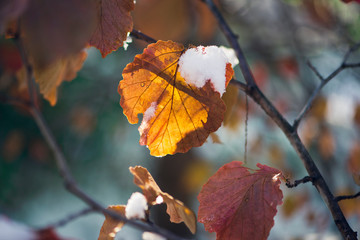 Obraz premium orange witchhazel leaf covered in snow