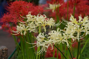 Cluster amaryllis (Higan-bana)